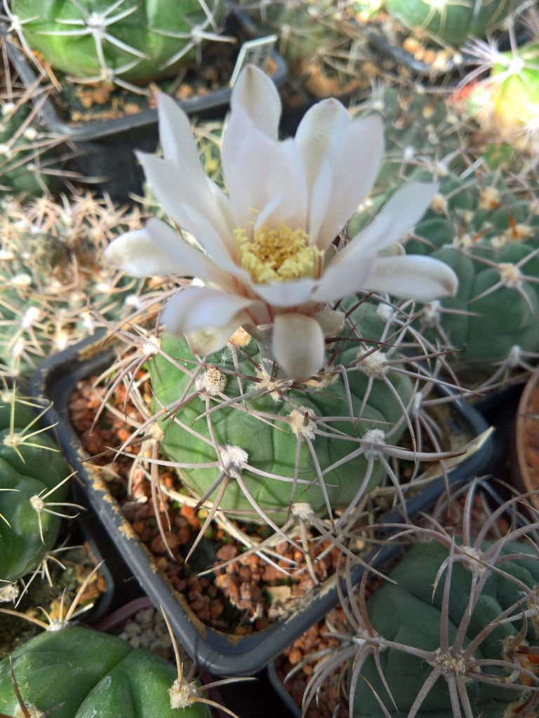 Gymnocalycium boszingianum LF 15 Villa Cepes La Rioja AG